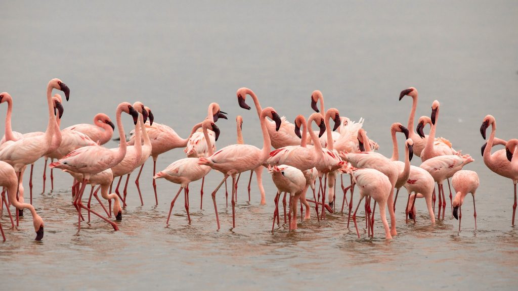 Lake Nakuru National Park