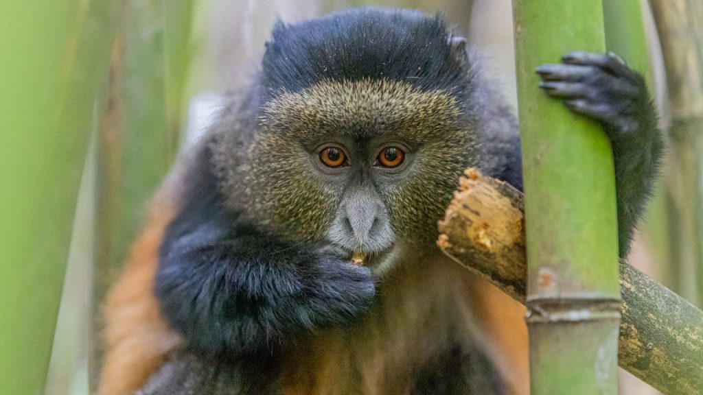 1 Day Gorilla Trek Rwanda from Kigali