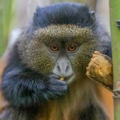 Golden Monkeys In Volcanoes National Park
