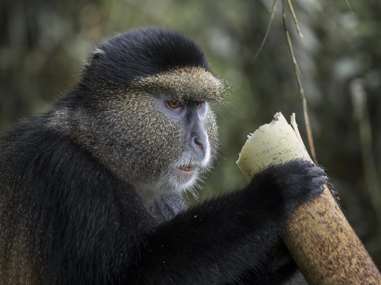 4 Days Uganda Gorilla Safari and Golden Monkey Tracking