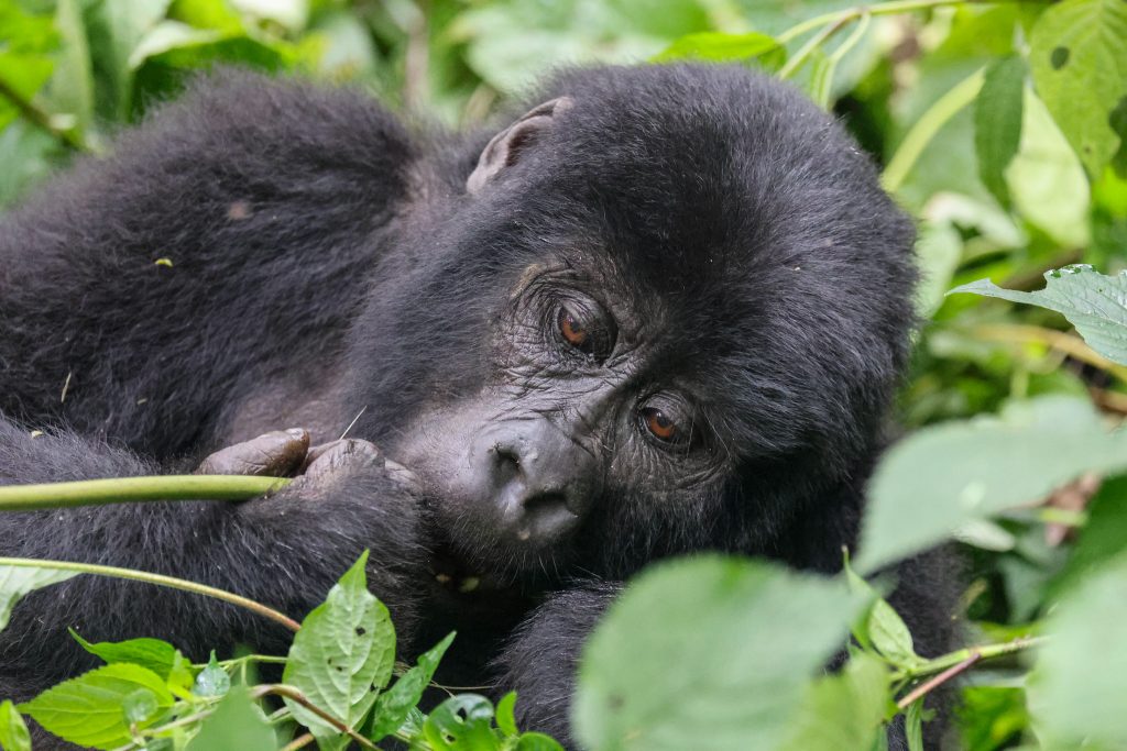 14 Days Rwanda And Uganda Gorillas And Wildlife Safari