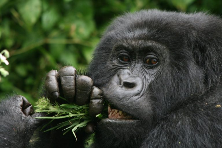 10 Days Best of Uganda Wildlife Safari