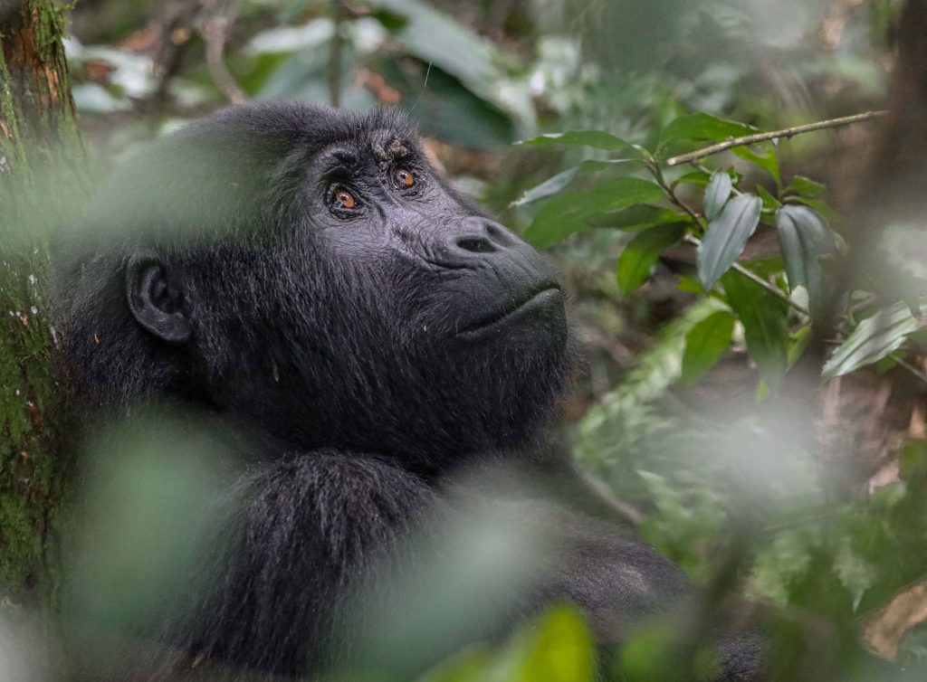 family-on-guided-gorilla-trek-in-bwindi-forest-uganda