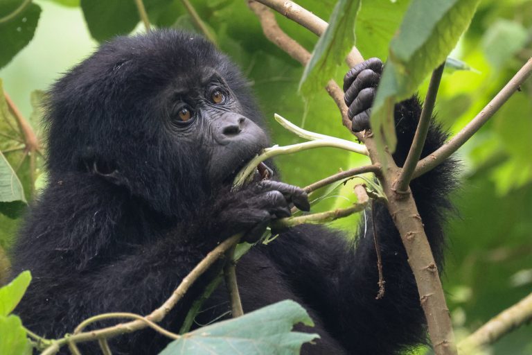 14 Days Rwanda And Uganda Gorillas And Wildlife Safari