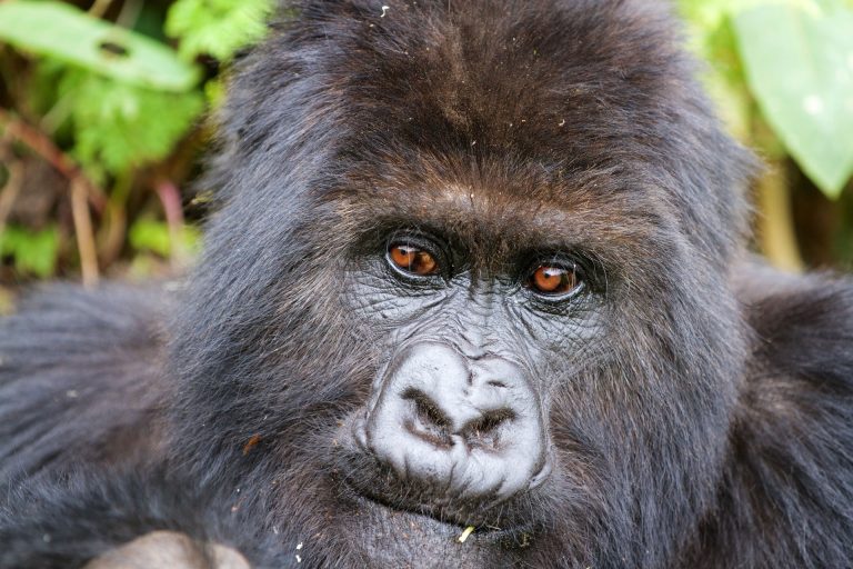 16 Days The Pearl of Africa Uganda Safari