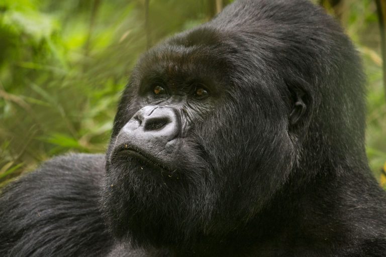 15 Days Uganda Classic Safari
