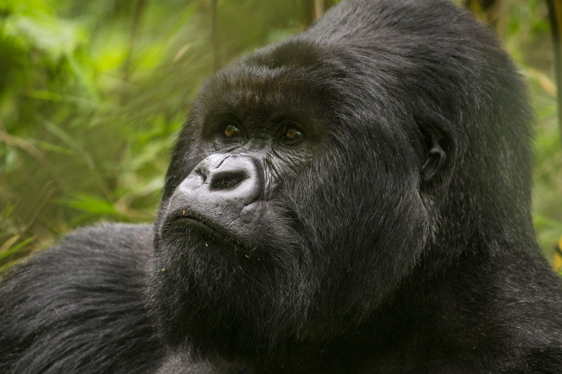 15 Days Uganda Classic Safari