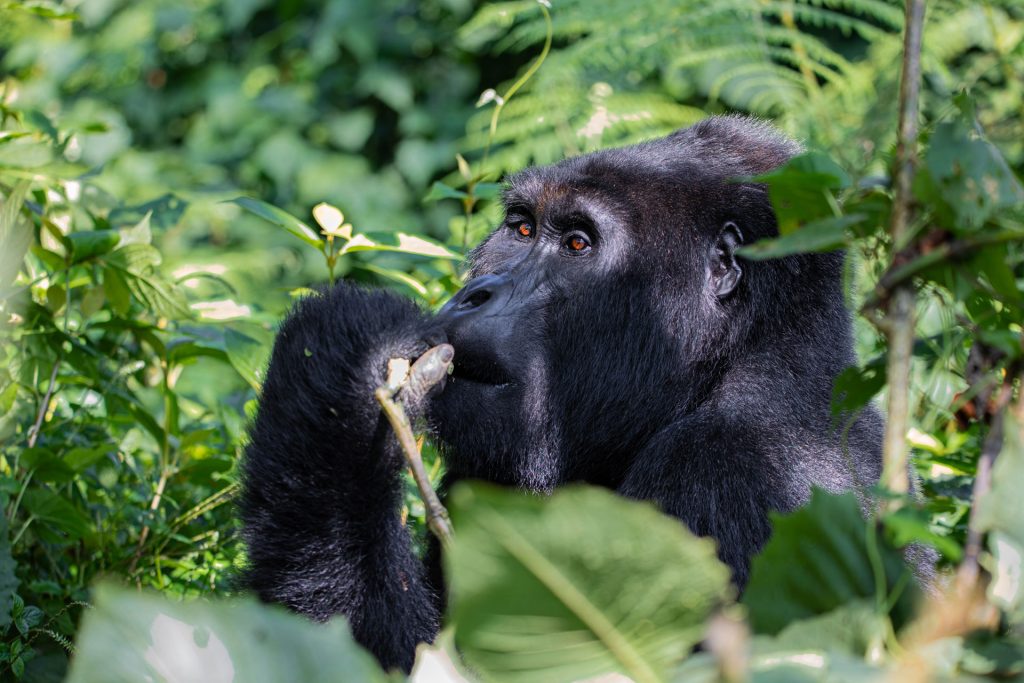 Chimpanzee Trekking Safaris
