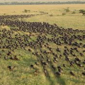 Great Migration View From A Hot Balloon