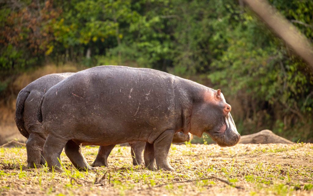 8 Days (7 Nights) Gorilla, Chimpanzee & Big Game Classic Safari