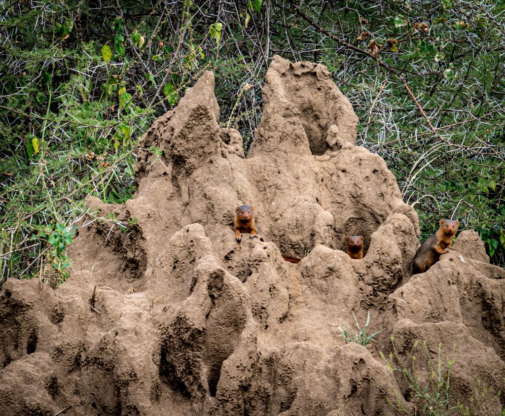 Lake Manyara National Park