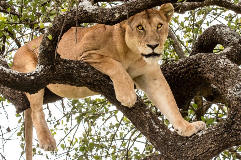 8 Days Tanzania Safari & Zanzibar Beach Holiday