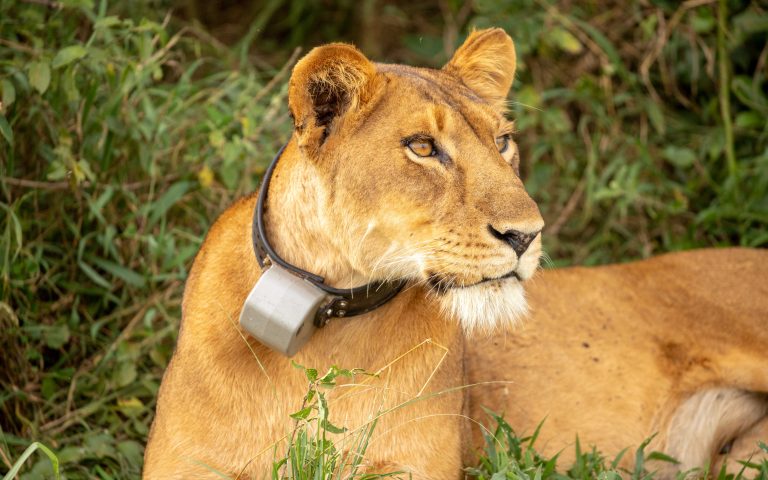 7 Days: One Amazing African Week