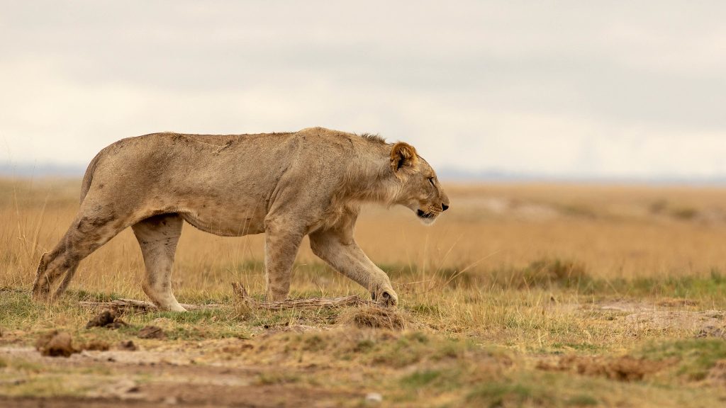 3 Days Masai Mara Safari from Nairobi (Group/Family Package)
