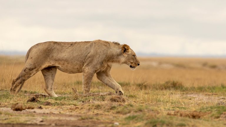3 Days Masai Mara Safari from Nairobi (Group/Family Package)
