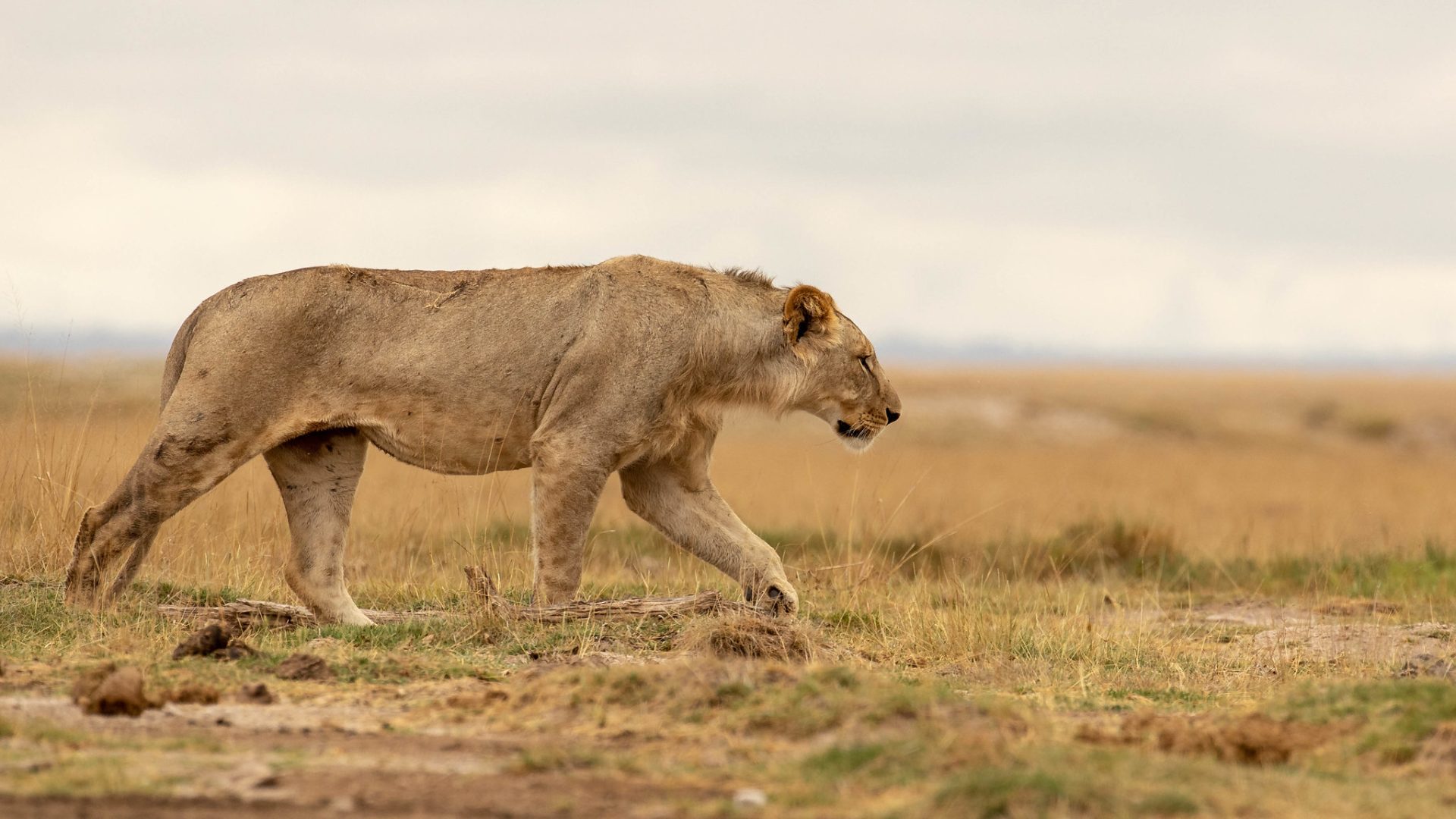 3 Days Masai Mara Safari from Nairobi (Group/Family Package)