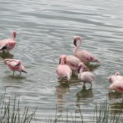 Little Momella Lake, Arusha National Park,