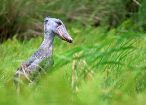 Bird Watching Safaris