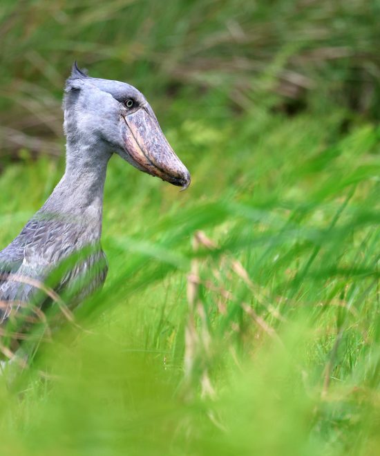 Bird Watching Safaris