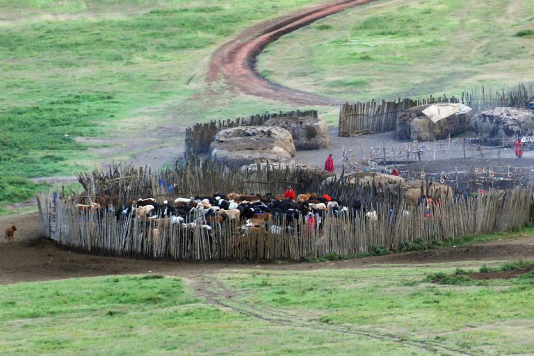5-Day Tanzania Wildlife Safari