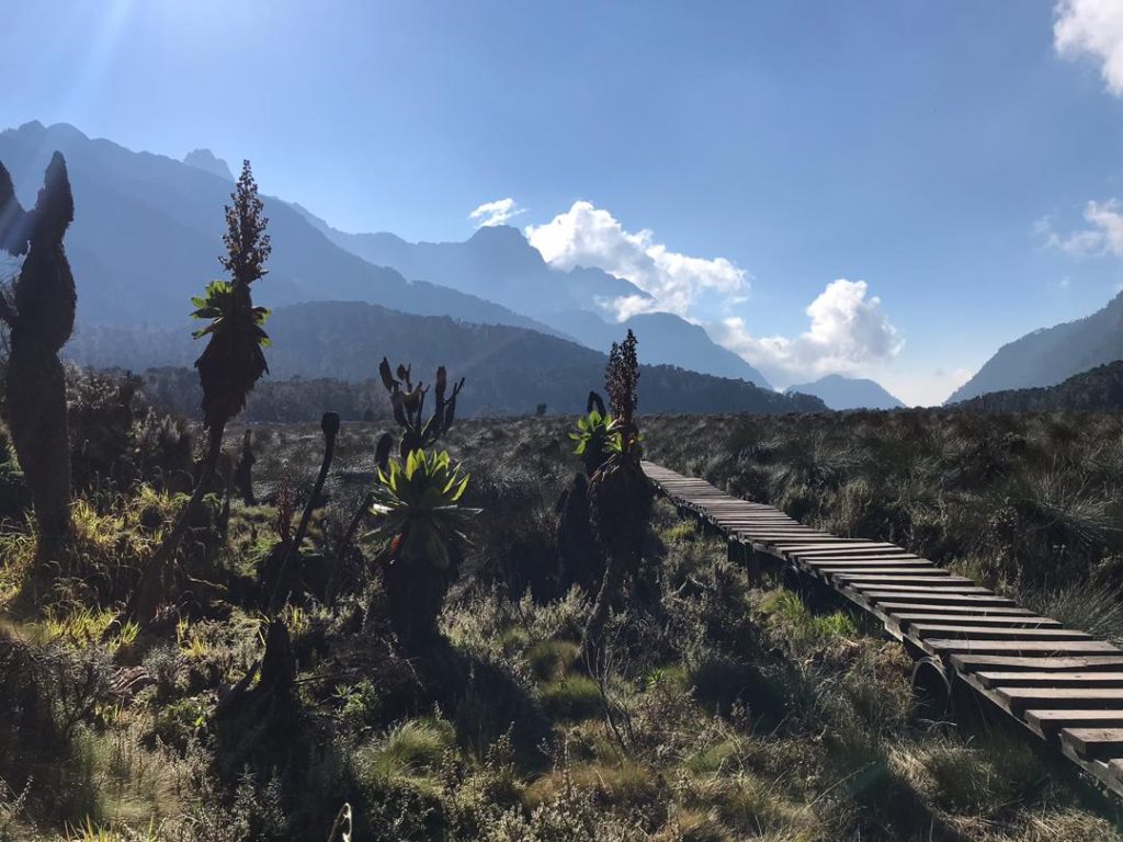 Best Time to Hike the Rwenzori Mountains