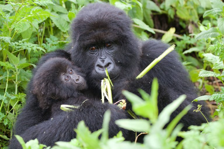 10 Days Uganda Safari – Murchison, Kibale, Gorillas & Mburo