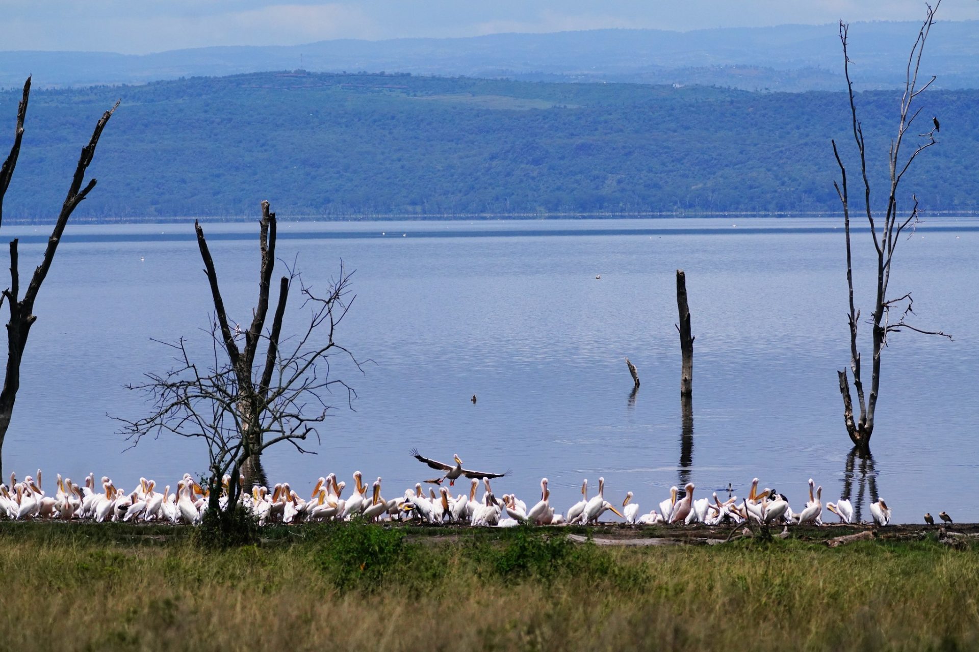 1 Day Mabamba Swamp Bird Watching Tour