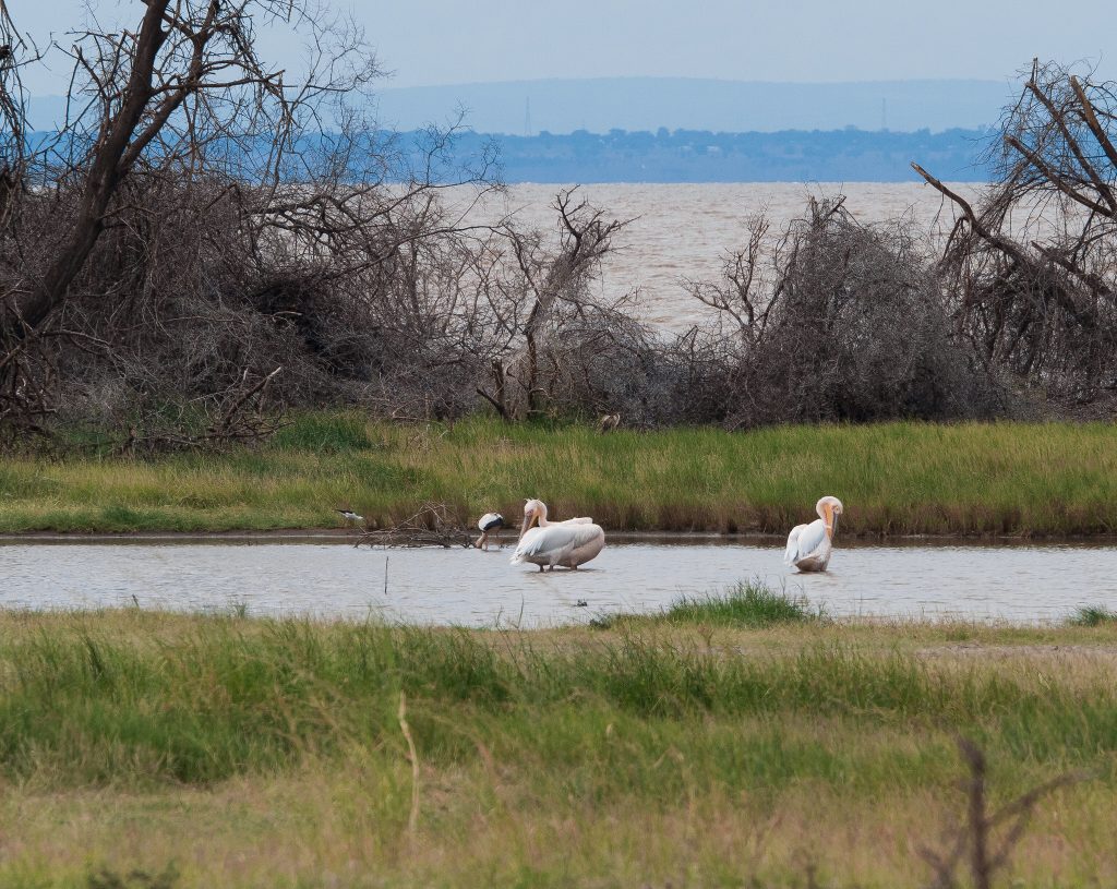 A Guide to Lake Manyara National Park