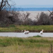 Pericans In Lake Manyara National Park