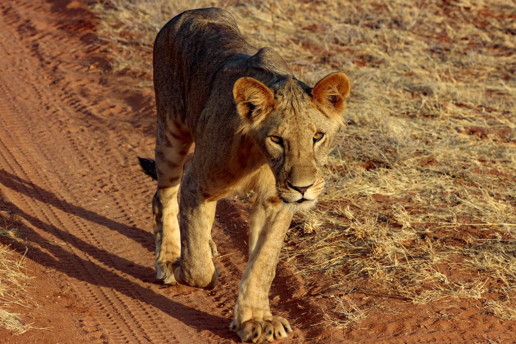 Samburu National Reserve