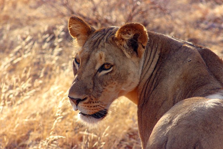 7 Days Kenya Private Family Safari in Samburu & Masai Mara (Luxury)