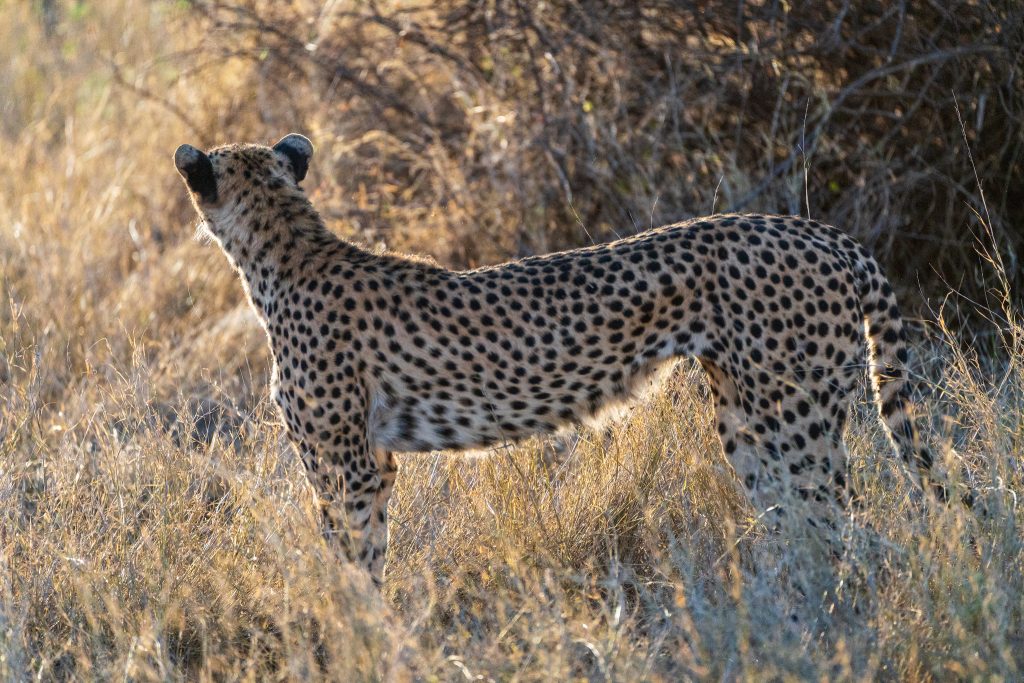 9 Days Kenya Fly-in Safari to Amboseli, Samburu & Masai Mara