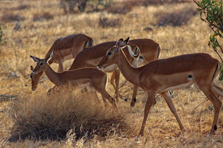 7 Days Kenya Private Family Safari in Samburu & Masai Mara (Luxury)
