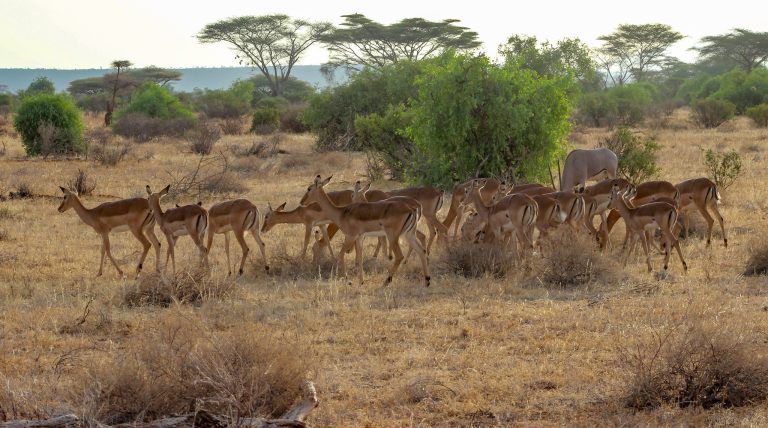 9 Days Kenya Family Adventure to Laikipia, Samburu & Masai Mara