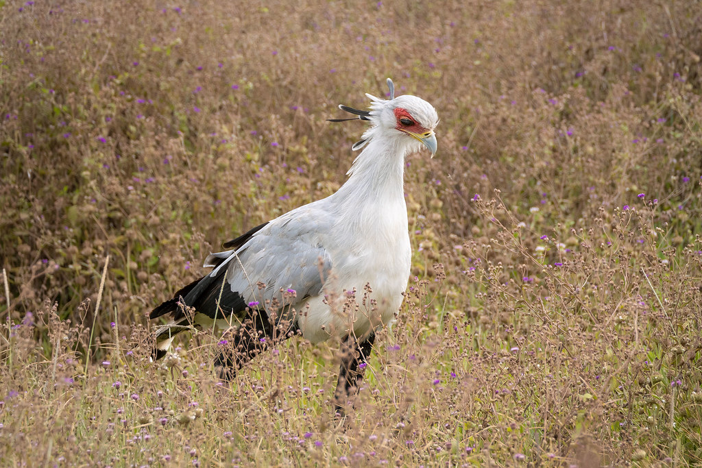 30 Days Uganda Birding Safari | Gorilla Trekking, Wildlife & 600+ Bird Species
