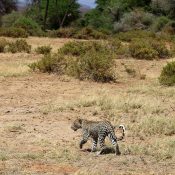 Shaba National Reserve Leopard
