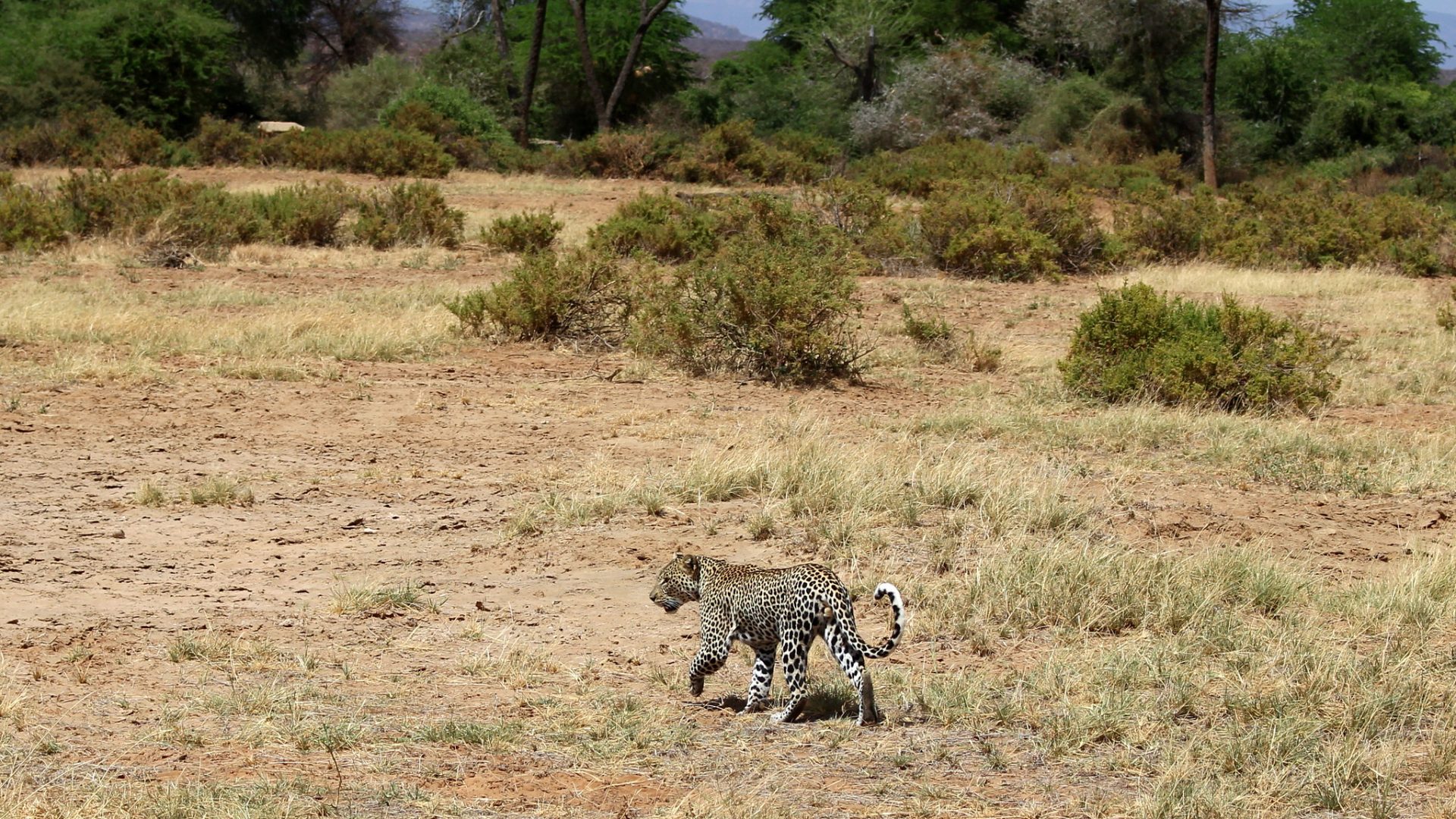 Shaba National Reserve Leopard