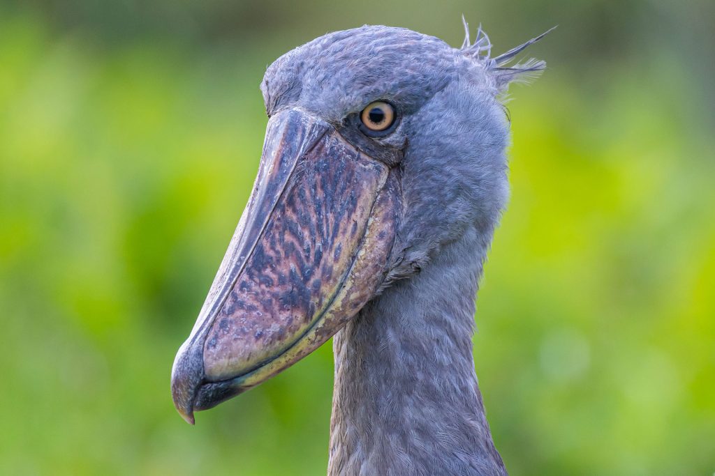 30 Days Uganda Birding Safari | Gorilla Trekking, Wildlife & 600+ Bird Species