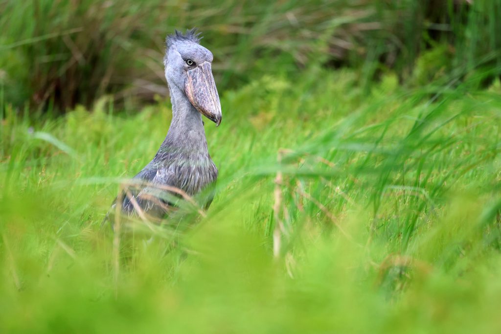 12-Day Gorillas, Chimpanzees & Big Five Safari in Uganda