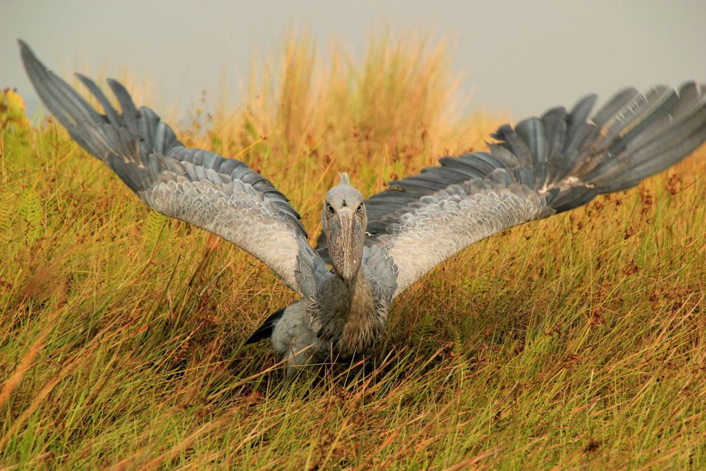 Shoebill watching in Semuliki National Park