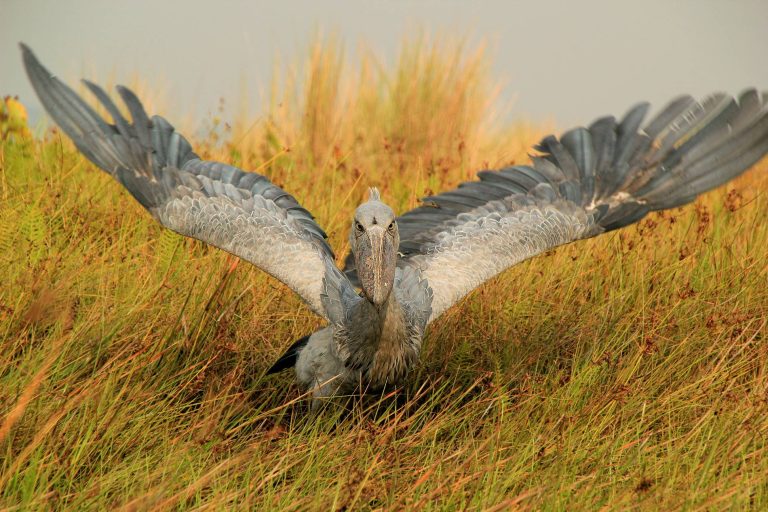 17 Days Virunga Circuit Safari