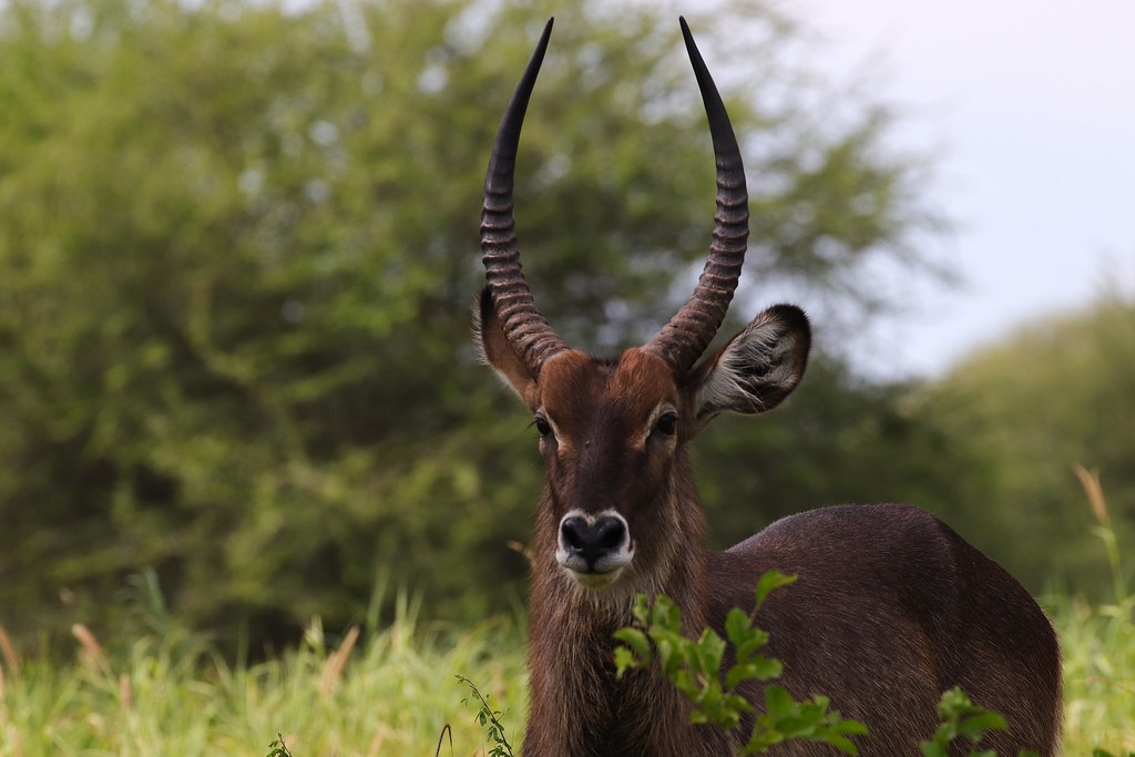 3-Day Tarangire National Park, Ngorongoro Crater & Lake Manyara Safari