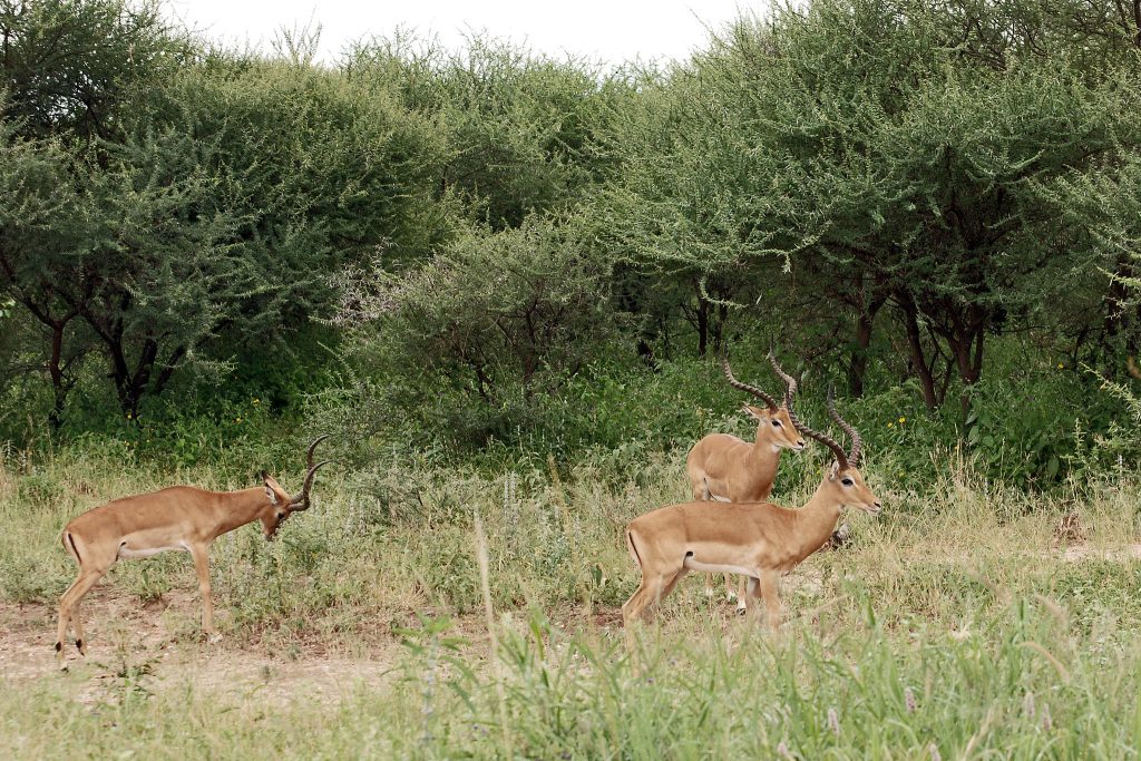 3-Day Tarangire National Park, Ngorongoro Crater & Lake Manyara Safari