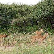 Tarangire Tanzania