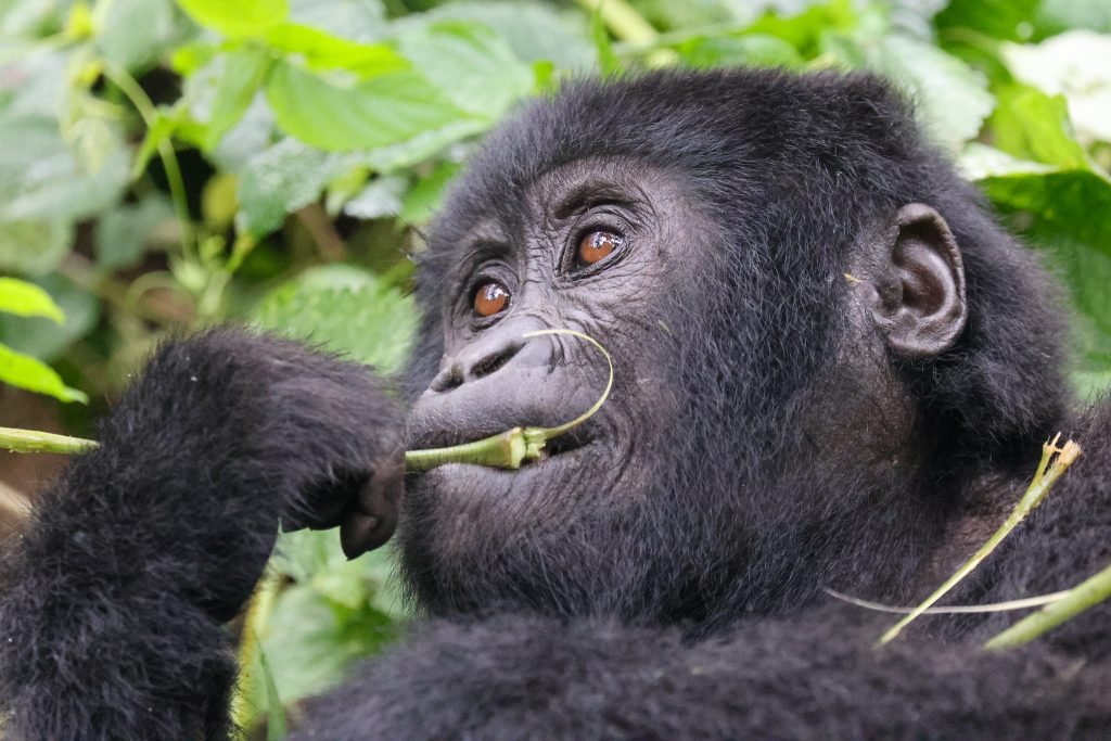 14 Days Rwanda And Uganda Gorillas And Wildlife Safari