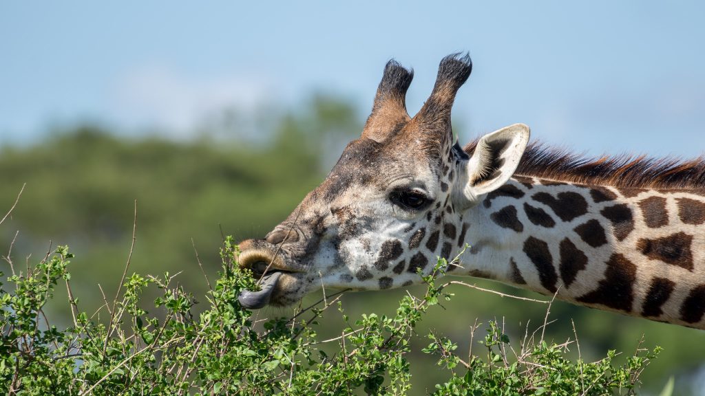 Tsavo-West-National-Park