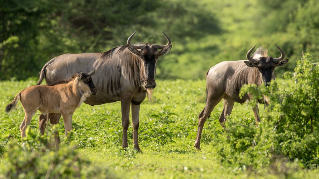 Tsavo West National Park