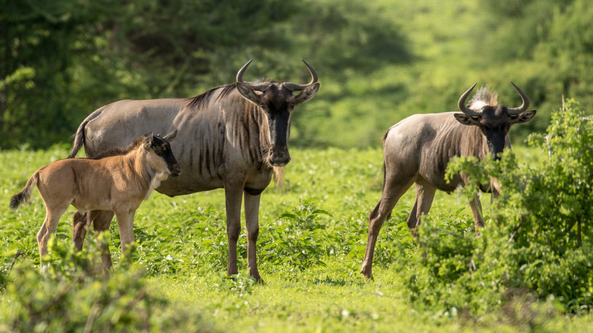 Tsavo West National Park
