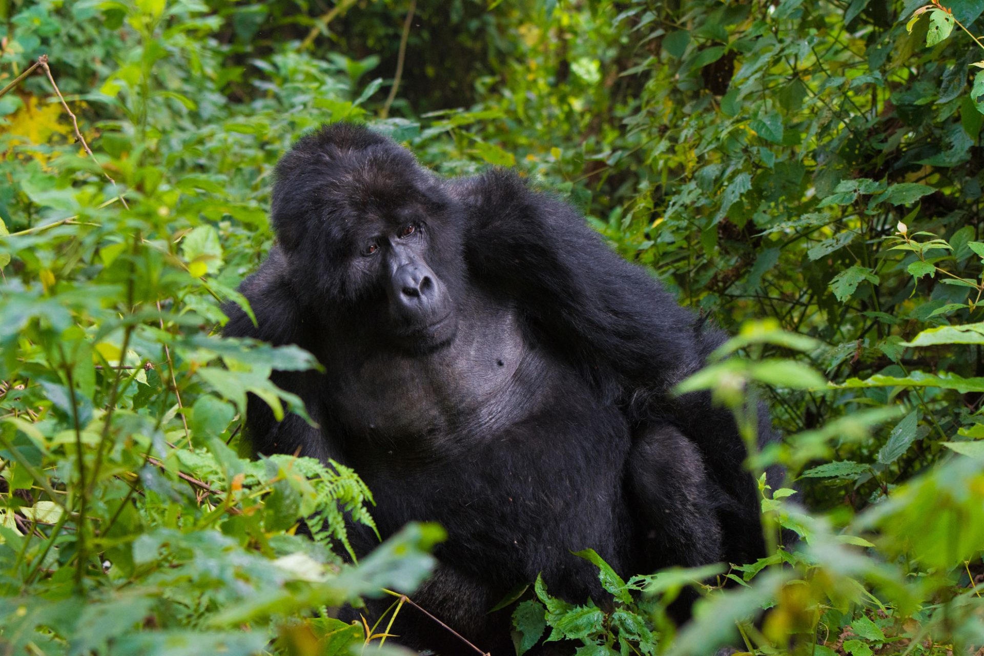 7 Days Uganda Safari – Gorilla Trekking & Wildlife Tour