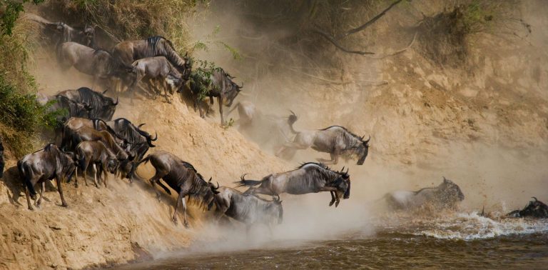 5 Days Masai Mara Migration Safari (Best in July – October)